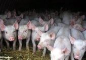 Манские фермеры "рисковали" жизнями свиней
