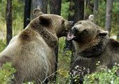 Медведи потянулись из леса  к людям за пищей