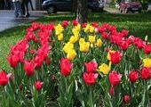 В Красноярске установят рекорд по числу тюльпанов