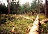 В Красноярском крае трое незаконно вырубили леса на 1 миллион рублей
