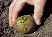 В Красноярске стартует проект "Картофельное поле"