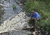 В одной из рек Красноярского края массово погибла рыба