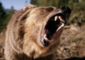 Медведи добрались до еще одного закрытого города в Красноярском крае
