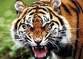 В красноярском зоопарке умер амурский тигр