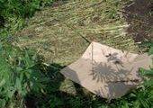 В Хакасии наркополицейские изъяли более 40 кг конопли