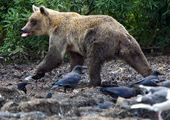 В Красноярском крае полицейские застрелили очередного медведя, который вышел к дачному поселку