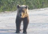 Медведя заметили в городской черте Зеленогорска