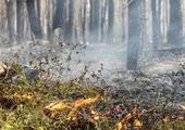 В Красноярском крае локализован редкий торфяной пожар