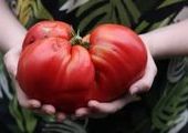 В Минусинске прошел "День помидора"