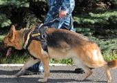В Красноярске служебные собаки получили новую форму
