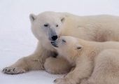 На севере края на белых медведей навешают передатчики