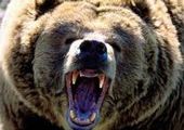 В Норильске обнаружили бурого медведя
