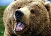 В Красноярском крае неподалеку от сельской школы убили медведя