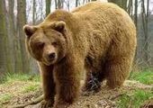 В Эвенкии медведь напал на лагерь геологов