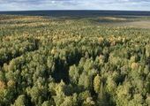 Шведы купили активы ЛДК Канский