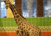 Жираф Лавр из красноярского зоопарка умер от цирроза печени