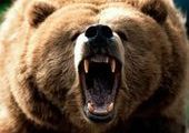 В Кежемском районе медведь задрал еще одного мужчину