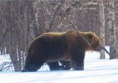 В Эвенкии продолжаются поиски опасного медведя