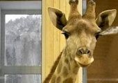 В "Роевом ручье" умер третий жираф