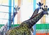 Мэрия Красноярска пообещала провести честное расследование гибели жирафов в "Роевом ручье"