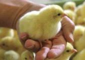 В Красноярск по воздуху доставили 36 тысяч суточных цыплят из Европы