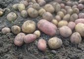 В Зеленогорске украли 26 тонн картофеля