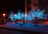 В Красноярске "посадят" 50 светодиодных деревьев