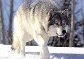 На Минусинск идут волки