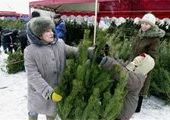 В Кировском районе Красноярска будет работать 11 елочных базаров
