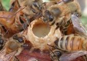 Красноярские пчеловоды получат свой закон в 2013 году