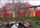 В Красноярске посадят бело-розовые яблони