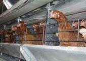 Приставы арестовали мясо "Сибирской губернии"
