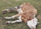 В Ачинском районе нашли умирающее стадо животных