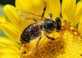 В Красноярском крае готовится закон о пчеловодстве