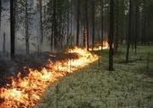 Гроза стала причиной более 30 лесных пожаров в Красноярском крае