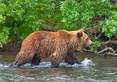 Сторож в Зеленогорске прогнал медведя, который кормился собачьим кормом