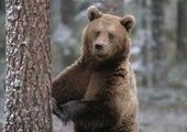 В Красноярском крае опять был замечен медведь