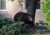 В Железногорске убили агрессивного медведя