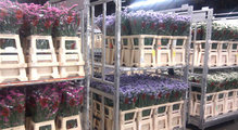 В Красноярск везут сотни тонн цветов к 8 Марта