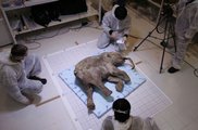 Красноярские ученые выращивают мамонта в теле датской слонихи