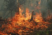 Лесные пожары в Красноярском крае спровоцировали невнимательные дачники