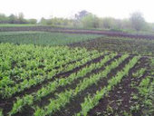 В Красноярском крае отбирают земли у садоводов