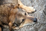 Большинство бродячих собак в Красноярске планируют усыпить