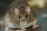 В Красноярске резко возросло количество крыс