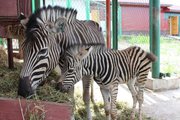 В Красноярском зоопарке впервые родилась зебра