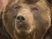На улице Свердловской дикий медведь вышел к людям