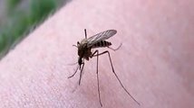 Ученые ожидают появления малярийных комаров в Сибири