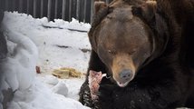 Медведь напал на уборщика клетки
