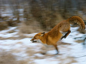 Бешеные лисы появились в Красноярске