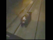 У них просто не работала бибикалка